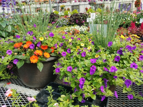 Spring Flowers