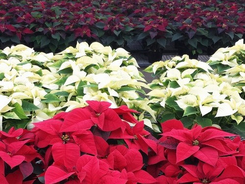 Poinsettias